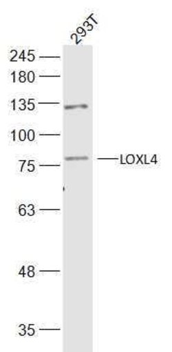 LOXL4 Rabbit anti-Human, Polyclonal, Bioss 100 &mu;L; Unconjugated:Antibodies,