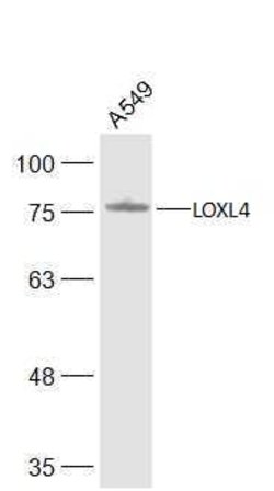 LOXL4 Rabbit anti-Human, Polyclonal, Bioss 100 &mu;L; Unconjugated:Antibodies,