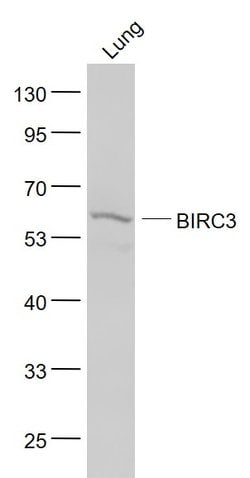 API2 Rabbit anti-Human, Polyclonal, Bioss 100 &mu;L; Unconjugated:Antibodies,