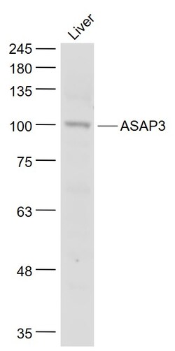 ASAP3 Rabbit anti-Human, Polyclonal, Bioss 100 &mu;L; Unconjugated:Antibodies,