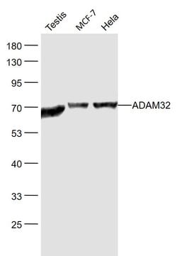 ADAM32 Rabbit anti-Human, Polyclonal, Bioss 100 &mu;L; Unconjugated:Antibodies,