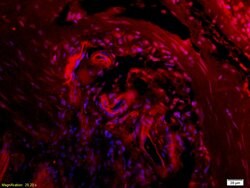 CTHRC1 Rabbit anti-Human, Polyclonal, Bioss 100 &mu;L; Unconjugated:Antibodies,