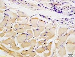 CTHRC1 Rabbit anti-Human, Polyclonal, Bioss 100 &mu;L; Unconjugated:Antibodies,