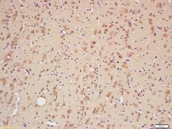 CYPA Rabbit anti-Human, Polyclonal, Bioss 100 &mu;L; Unconjugated:Antibodies,