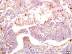 MAS1L Rabbit anti-Human, Polyclonal, Bioss 100 &mu;L; Unconjugated:Antibodies,