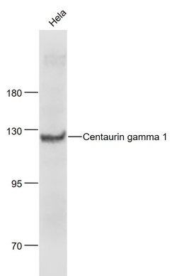 Centaurin gamma 1 Rabbit anti-Human, Polyclonal, Bioss 100 &mu;L; Unconjugated:Antibodies,