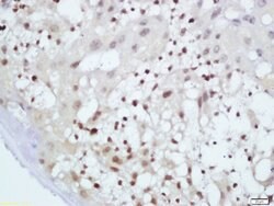 c-Maf Rabbit anti-Human, Polyclonal, Bioss 100 &mu;L; Unconjugated:Antibodies,
