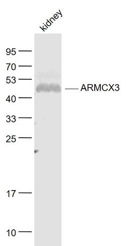 ARMCX3 Rabbit anti-Human, Polyclonal, Bioss 100 &mu;L; Unconjugated:Antibodies,