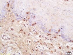 TSLC1 Rabbit anti-Human, Polyclonal, Bioss 100 &mu;L; Unconjugated:Antibodies,