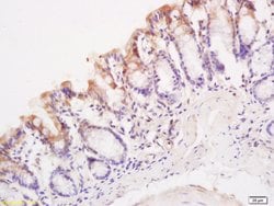 TSLC1 Rabbit anti-Human, Polyclonal, Bioss 100 &mu;L; Unconjugated:Antibodies,