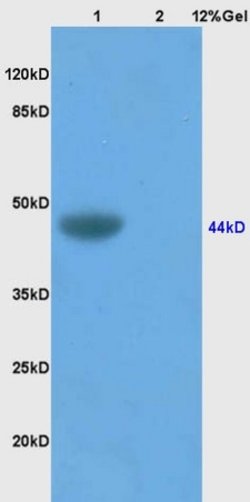 TSLC1 Rabbit anti-Human, Polyclonal, Bioss 100 &mu;L; Unconjugated:Antibodies,