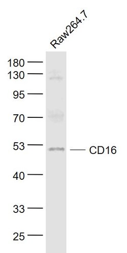 CD16a/CD16b Rabbit anti-Human, Polyclonal, Bioss 100 &mu;L; Unconjugated:Antibodies,