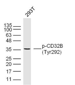 Phospho-CD32B (Tyr292) Rabbit anti-Human, Polyclonal, Bioss 100 &mu;L;