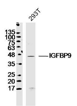 IGFBP9 Rabbit anti-Human, Polyclonal, Bioss 100 &mu;L; Unconjugated:Antibodies,