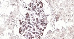 PDLIM4 Rabbit anti-Human, Polyclonal, Bioss 100 &mu;L; Unconjugated:Antibodies,