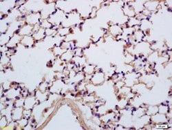 SEZ6L Rabbit anti-Human, Polyclonal, Bioss 100 &mu;L; Unconjugated:Antibodies,