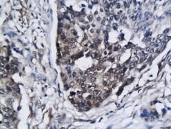 SIRT3 Rabbit anti-Human, Polyclonal, Bioss 100 &mu;L; Unconjugated:Antibodies,