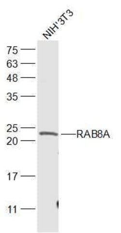 RAB8A Rabbit anti-Human, Polyclonal, Bioss 100 &mu;L; Unconjugated:Antibodies,