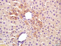 TGM2 Rabbit anti-Human, Polyclonal, Bioss 100 &mu;L; Unconjugated:Antibodies,