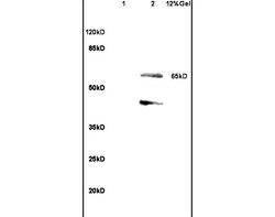SHC3 Rabbit anti-Human, Polyclonal, Bioss 100 &mu;L; Unconjugated:Antibodies,