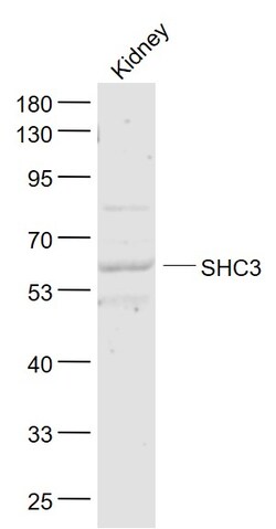 SHC3 Rabbit anti-Human, Polyclonal, Bioss 100 &mu;L; Unconjugated:Antibodies,