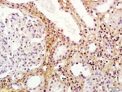 RORG Rabbit anti-Human, Polyclonal, Bioss 100 &mu;L; Unconjugated:Antibodies,