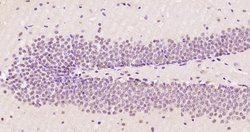 OTUB Rabbit anti-Human, Polyclonal, Bioss 100 μL; Unconjugated:Antibodies,