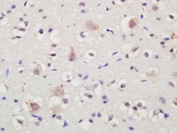 Sortilin Rabbit anti-Human, Polyclonal, Bioss 100 &mu;L; Unconjugated:Antibodies,