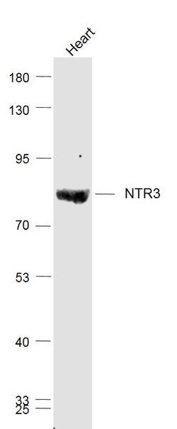 Sortilin Rabbit anti-Human, Polyclonal, Bioss 100 &mu;L; Unconjugated:Antibodies,
