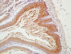 CHCHD2 Rabbit anti-Human, Polyclonal, Bioss 100 &mu;L; Unconjugated:Antibodies,
