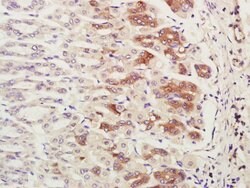 CHCHD2 Rabbit anti-Human, Polyclonal, Bioss 100 &mu;L; Unconjugated:Antibodies,