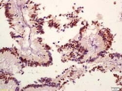 Phospho-PI3 Kinase p110 beta (Ser1070) Rabbit anti-Human, Polyclonal, Bioss