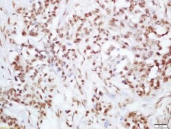 Phospho-PI3 Kinase p110 beta (Ser1070) Rabbit anti-Human, Polyclonal, Bioss