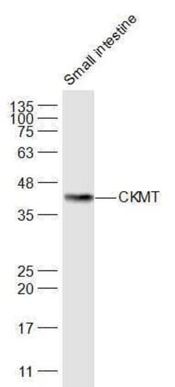 CKMT Rabbit anti-Human, Polyclonal, Bioss 100 &mu;L; Unconjugated:Antibodies,