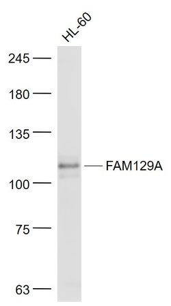 FAM129A Rabbit anti-Human, Polyclonal, Bioss 100 &mu;L; Unconjugated:Antibodies,