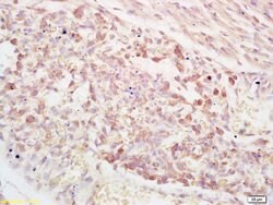 PAPPA Rabbit anti-Human, Polyclonal, Bioss 100 &mu;L; Unconjugated:Antibodies,
