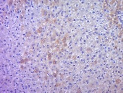 IHH Rabbit anti-Human, Polyclonal, Bioss 100 &mu;L; Unconjugated:Antibodies,