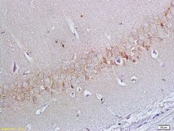 ApoER2 Rabbit anti-Human, Polyclonal, Bioss 100 &mu;L; Unconjugated:Antibodies,