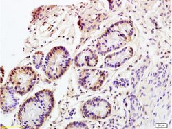 CD98 Rabbit anti-Human, Polyclonal, Bioss 100 &mu;L; Unconjugated:Antibodies,