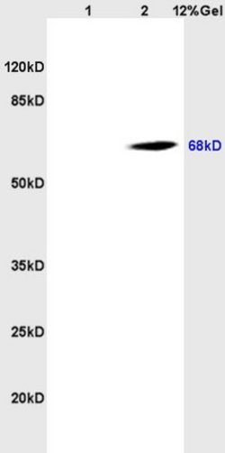 CD98 Rabbit anti-Human, Polyclonal, Bioss 100 &mu;L; Unconjugated:Antibodies,