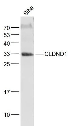 CLDND1 Rabbit anti-Human, Polyclonal, Bioss 100 &mu;L; Unconjugated:Antibodies,