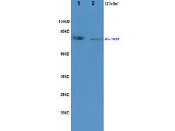 KIRREL2 Rabbit anti-Human, Polyclonal, Bioss 100 &mu;L; Unconjugated:Antibodies,