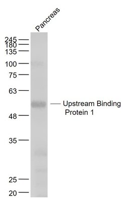 Upstream Binding Protein 1 Rabbit anti-Human, Polyclonal, Bioss 100 &mu;L;