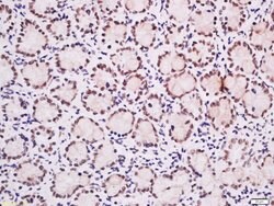 Ubiquitously expressed transcript Rabbit anti-Human, Polyclonal, Bioss