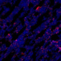 Perilipin A+B Rabbit anti-Human Mouse, Polyclonal, Bioss 100 &mu;L; Unconjugated:Antibodies,