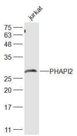 PHAPI2 Rabbit anti-Human, Polyclonal, Bioss 100 &mu;L; Unconjugated:Antibodies,