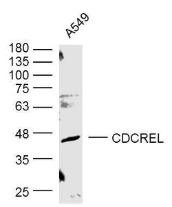 Sept5 Rabbit anti-Human, Polyclonal, Bioss 100 &mu;L; Unconjugated:Antibodies,