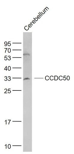 CCDC50 Rabbit anti-Human, Polyclonal, Bioss 100 &mu;L; Unconjugated:Antibodies,