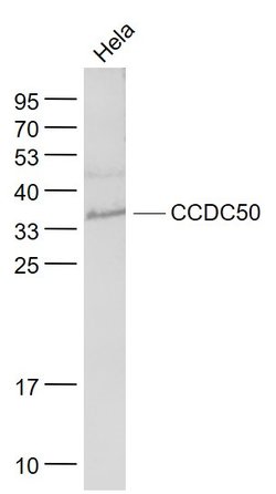 CCDC50 Rabbit anti-Human, Polyclonal, Bioss 100 &mu;L; Unconjugated:Antibodies,