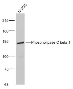 Phospholipase C beta 1 Rabbit anti-Human, Polyclonal, Bioss 100 &mu;L;